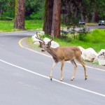 Learn how to work through the four common driving emergencies in Klamath Falls, OR