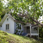 How to deal with a fallen tree in Klamath Falls, OR