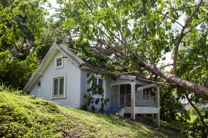 How to deal with a fallen tree in Klamath Falls, OR