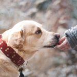 Liability Insurance for Dog Bite Claims Klamath Falls, OR